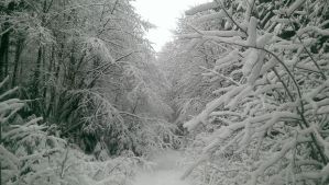Fresh snow weighs on trees and covers a forest road as the Pollock family heads into the backcountry on their annual Christmas tree hunt Saturday.